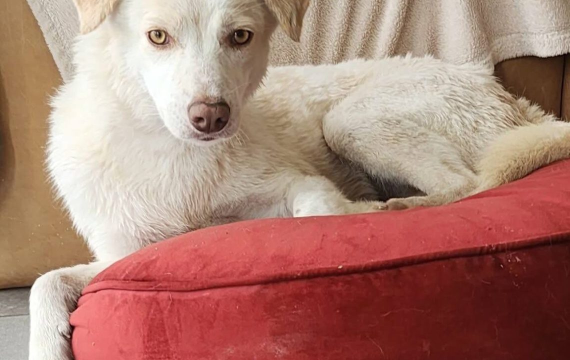 Divine à l'adoption Une chienne attachante drôle et pleine d’amour