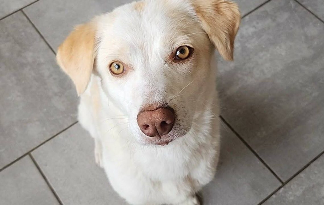 Divine à l'adoption Une chienne attachante drôle et pleine d’amour