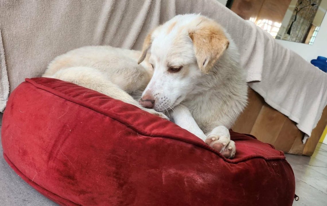 Divine à l'adoption Une chienne attachante drôle et pleine d’amour