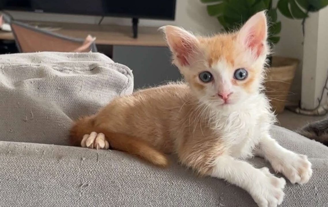 Elio chaton facetieux à l'adoption