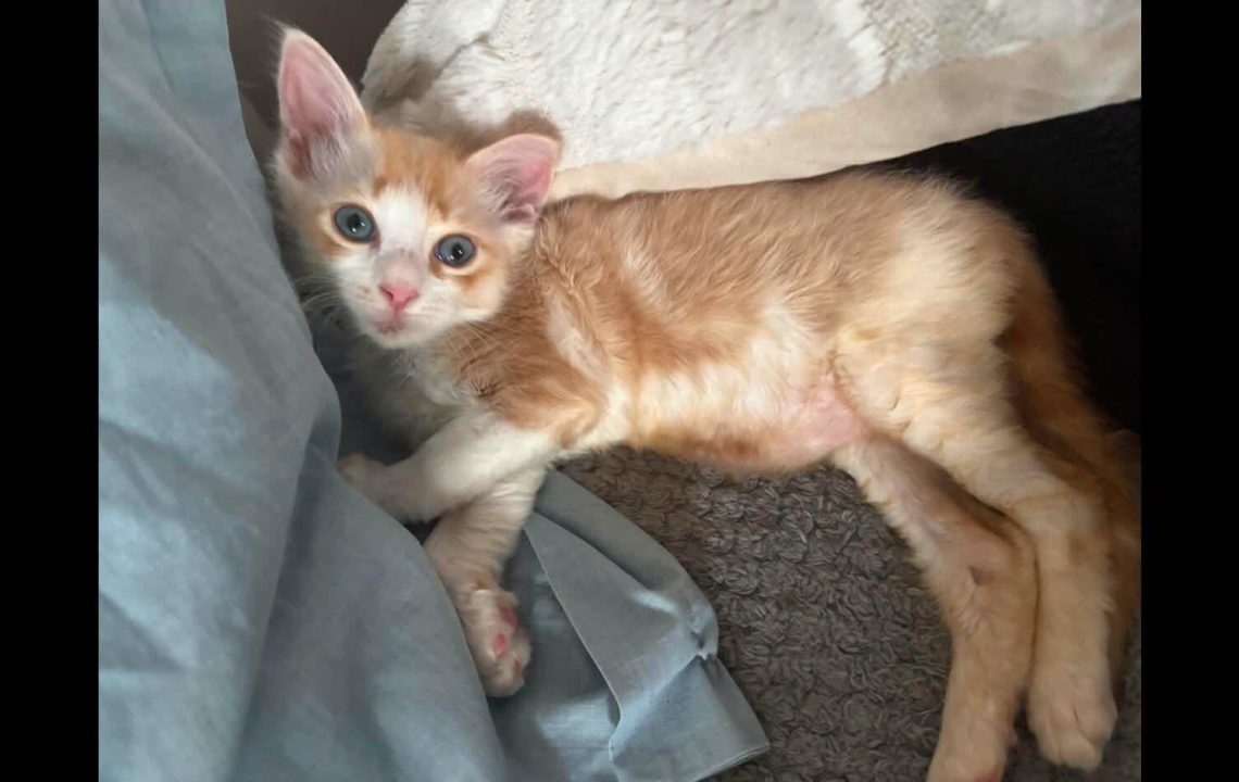 Elio chaton facetieux à l'adoption