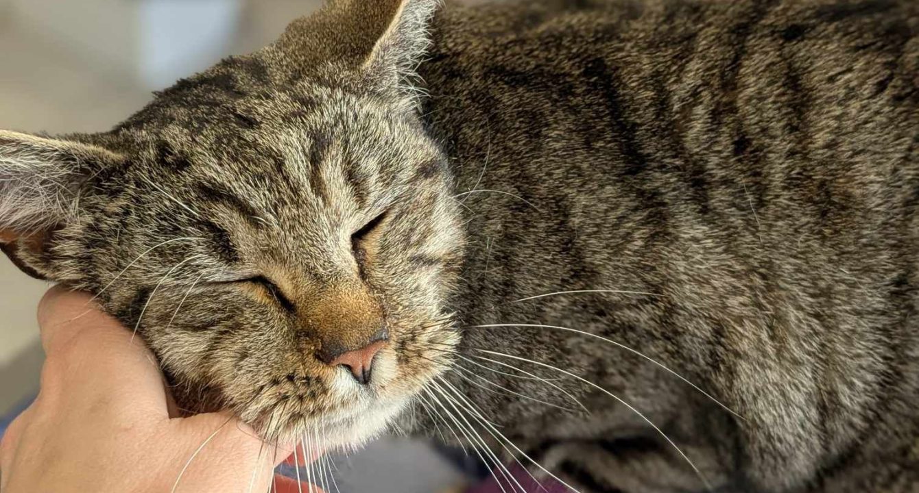 Nevada, un chat européen mâle se fait carresser la tête sur la table du vétérinaire suite à son opération. Il est disponible chez l'association Les amis d'Ivar