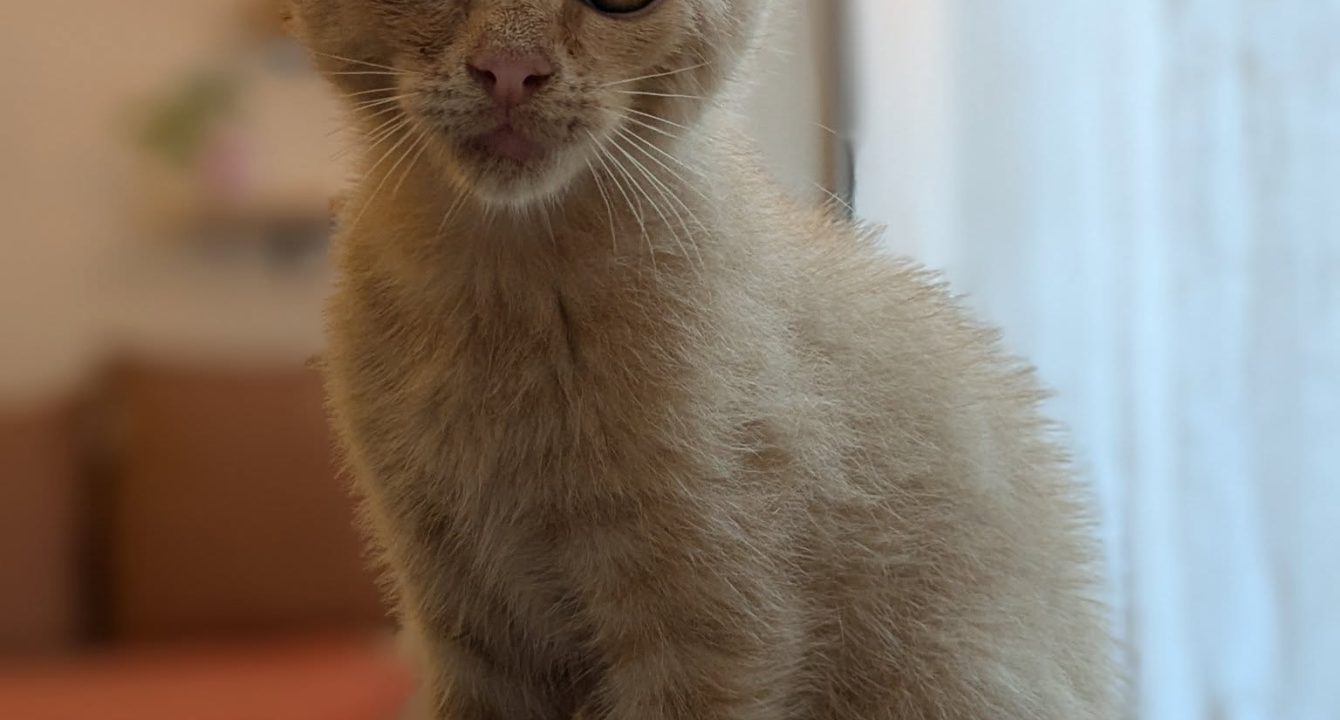 Nina, chatonne de 2 mois, rousse qui est assise sur un arbre à chat