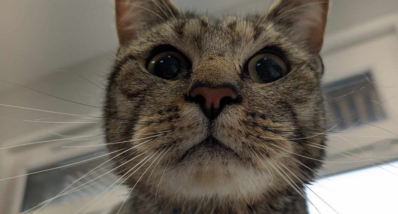 Nevada, un chat européen mâle sur la table du vétérinaire suite à son opération. Il est disponible chez l'association Les amis d'Ivar
