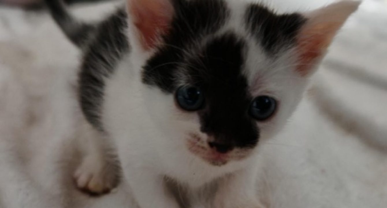 Dragibus, chatonne noire et blanche est assise