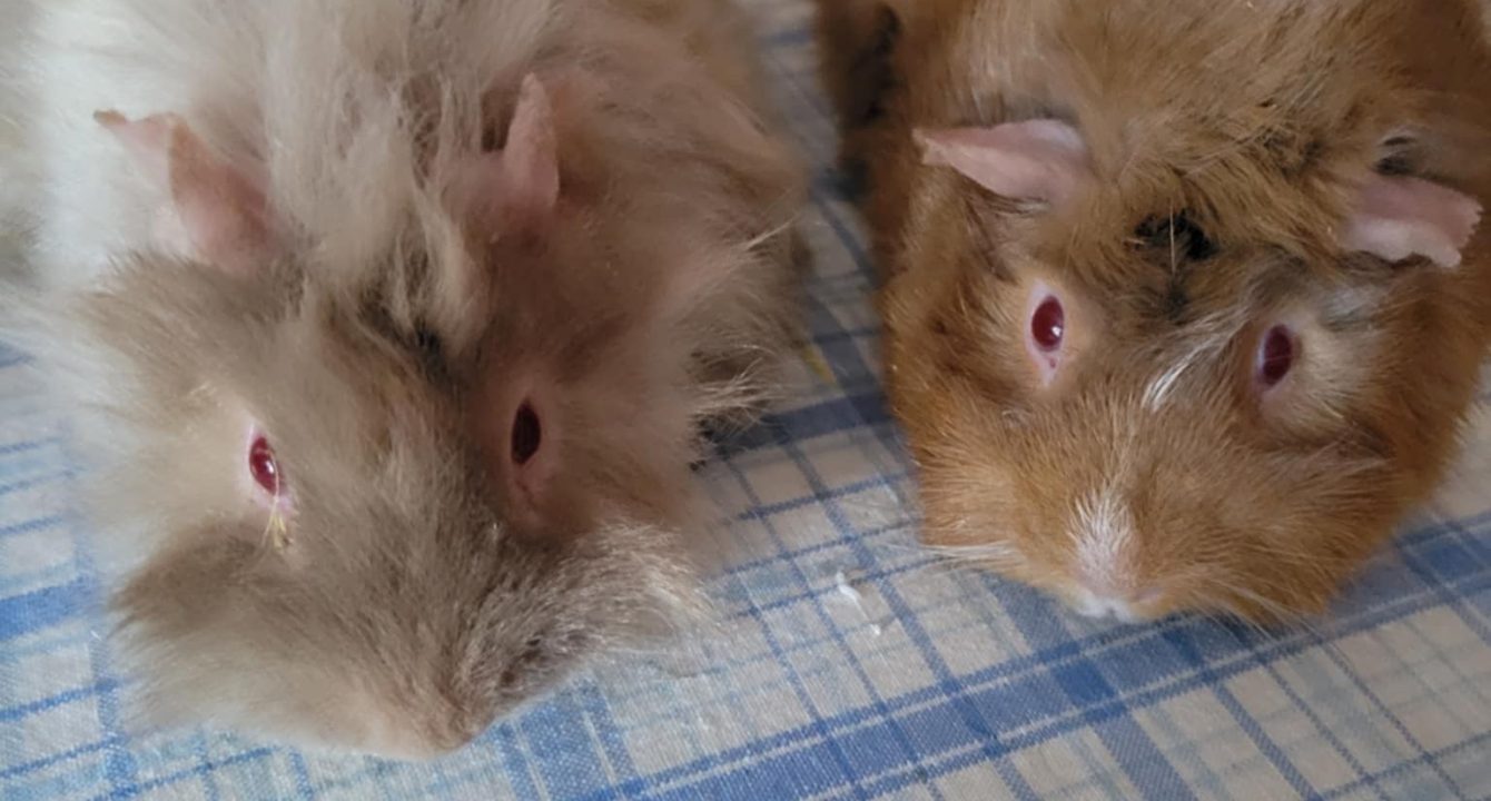 Anatole et Capucin, deux cochons d'Inde, sont sur une table de cuisine. Ils sont disponibles via l'association les amis d'ivar, dans la catégorie NAC