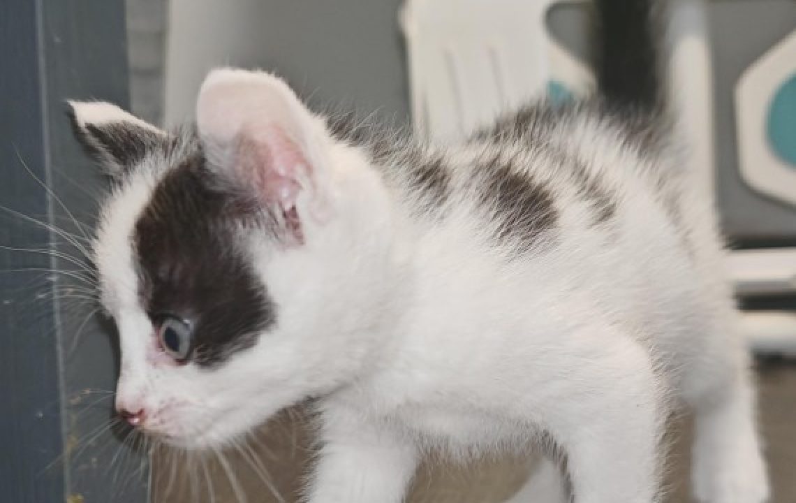 Narcos, chaton noir et blanc se balade et découvre une pièce