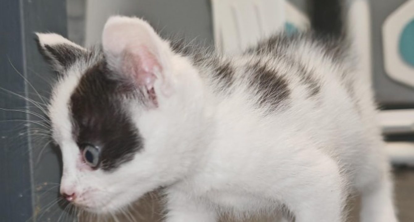Narcos, chaton noir et blanc se balade et découvre une pièce