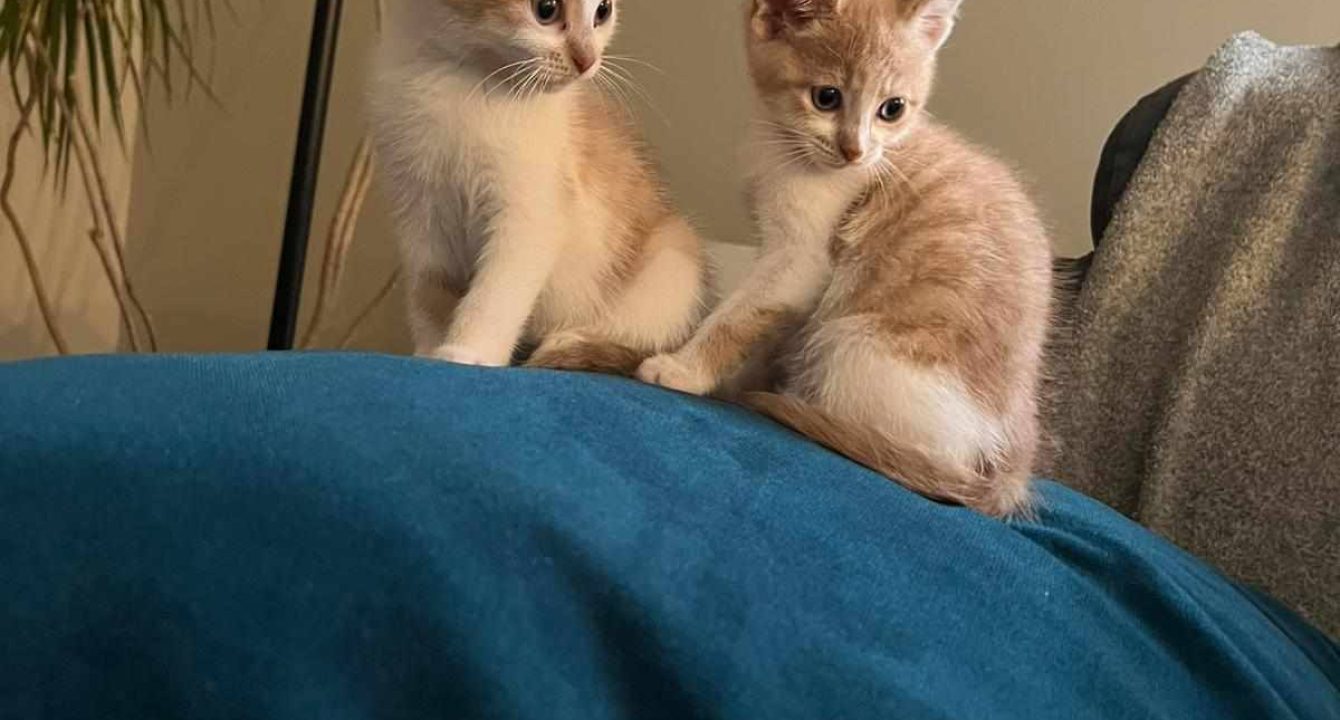 Deux chatons blanc et roux assis côte à côte sur un coussin bleu, regardant dans la même direction — photo de Simba et Nala, chatons à adopter.