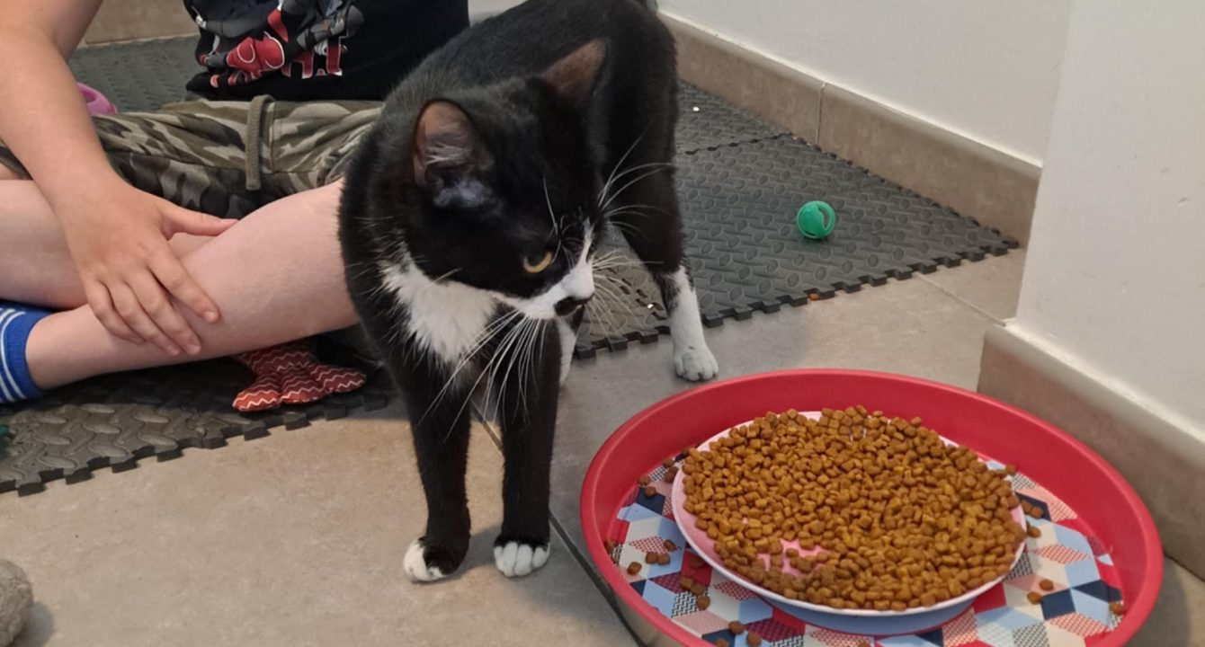 Nina, chat noire et blanche est à côté de son assiette de croquette