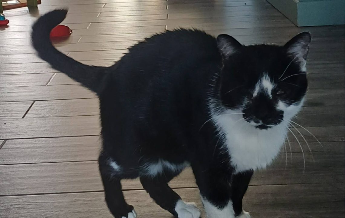 Félix chat de 5 à l'adoption avec les amis d'Ivar