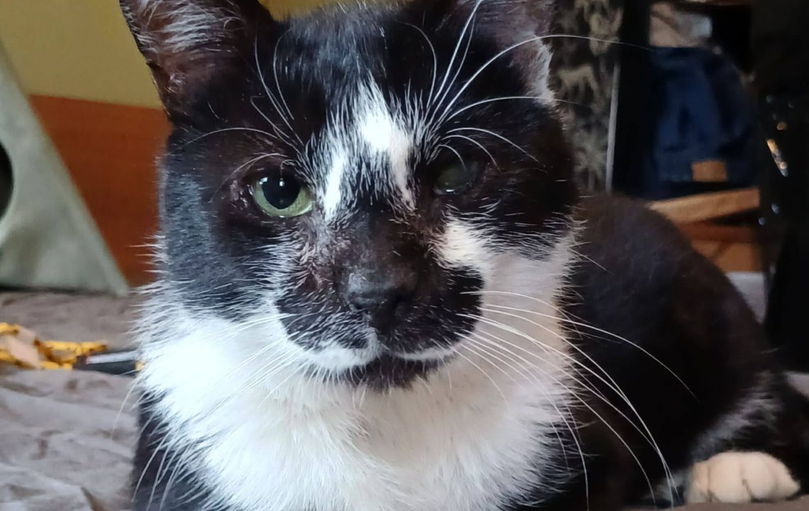 Félix chat de 5 à l'adoption avec les amis d'Ivar