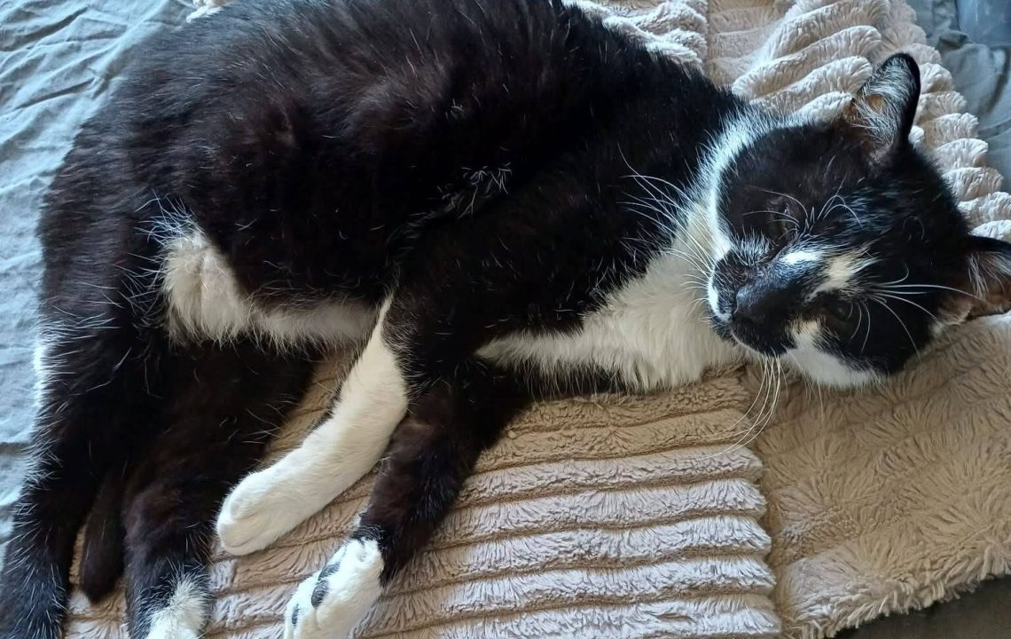 Félix chat de 5 à l'adoption avec les amis d'Ivar