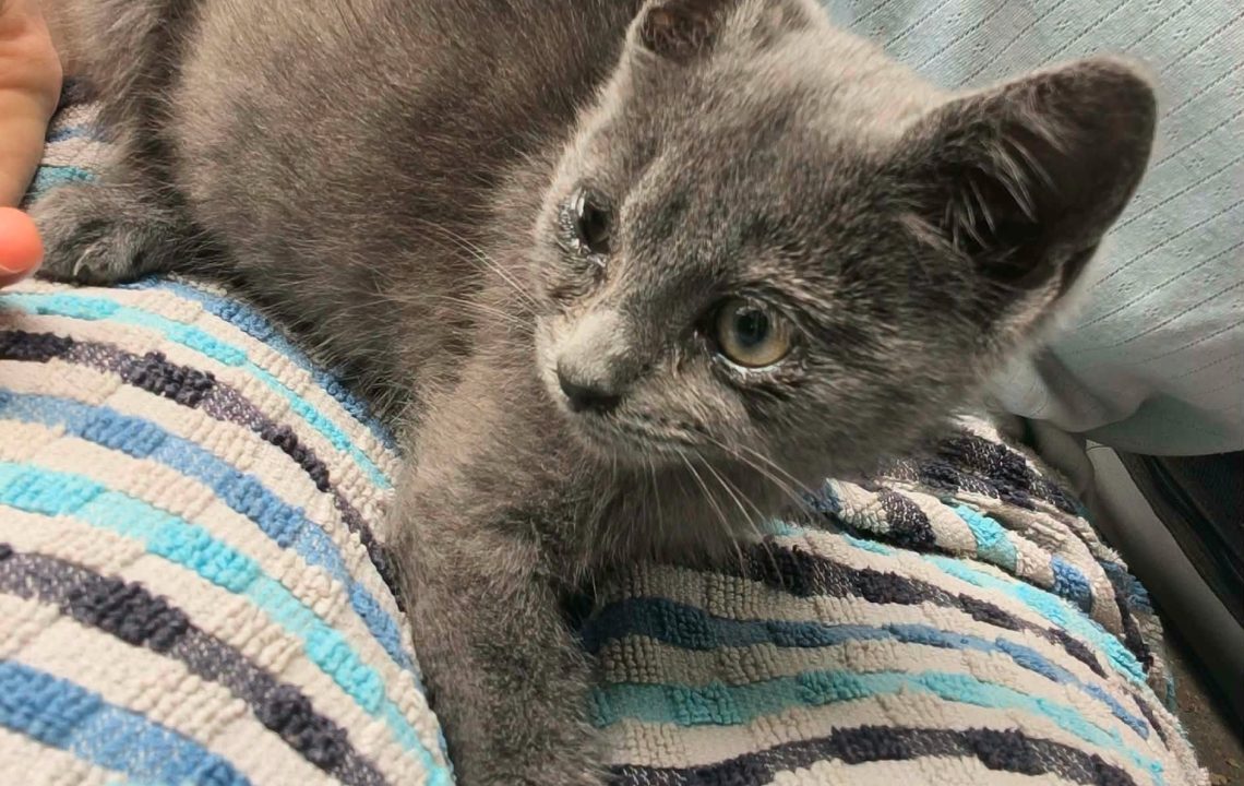 Gabi chaton visible sur Genech à l'adoption avec les amis d'ivar