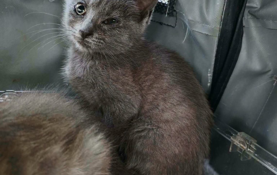 Gabi chaton visible sur Genech à l'adoption avec les amis d'ivar