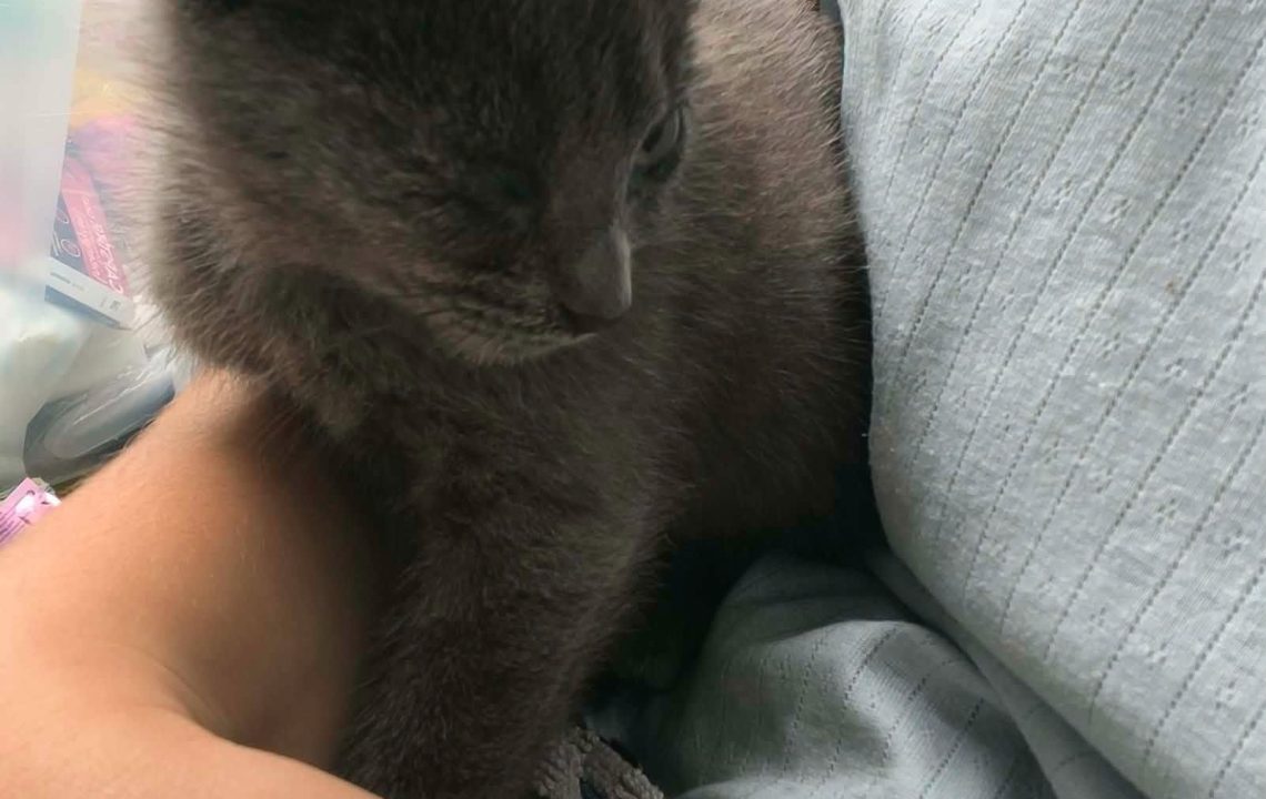 Gabi chaton visible sur Genech à l'adoption avec les amis d'ivar