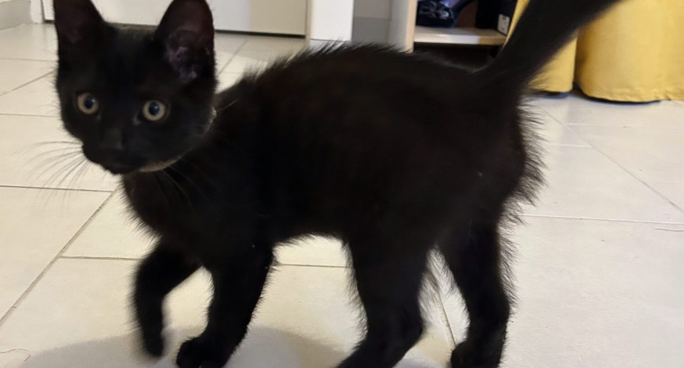 Markus le chat noir se balade la queue dressé, avec un rideau jaune derrière