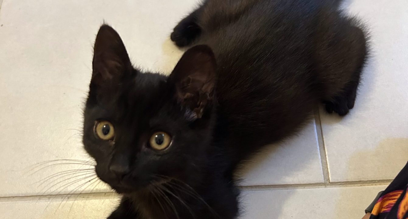 Markus le chat noir est allongé par terre