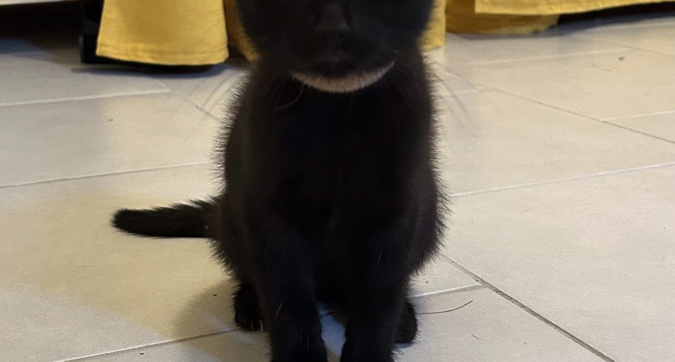 Markus le chat noir est assis par terre, avec un rideau jaune derrière
