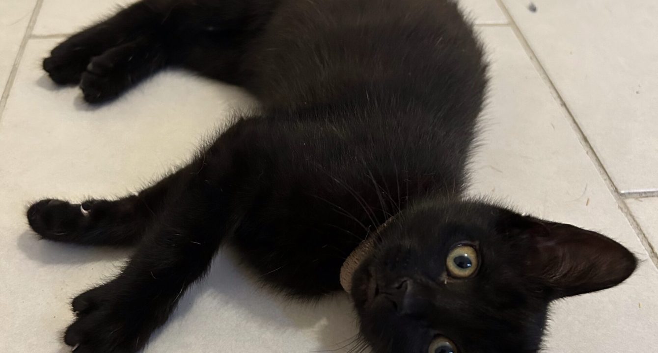 Markus le chat noir est allongé par terre