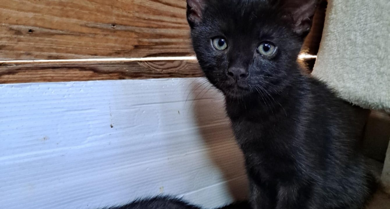Grotti, chat noir est assis près d'un mur