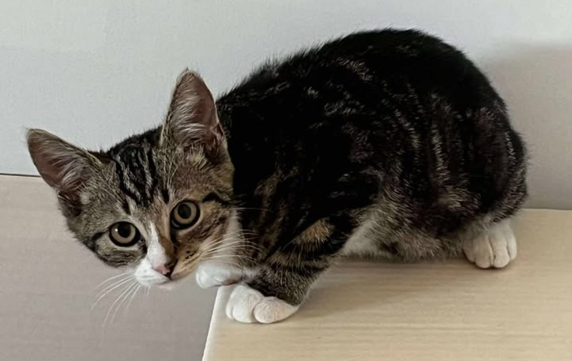 Chaton tigré Albus assis, regardant timidement l’objectif depuis une boîte en carton.