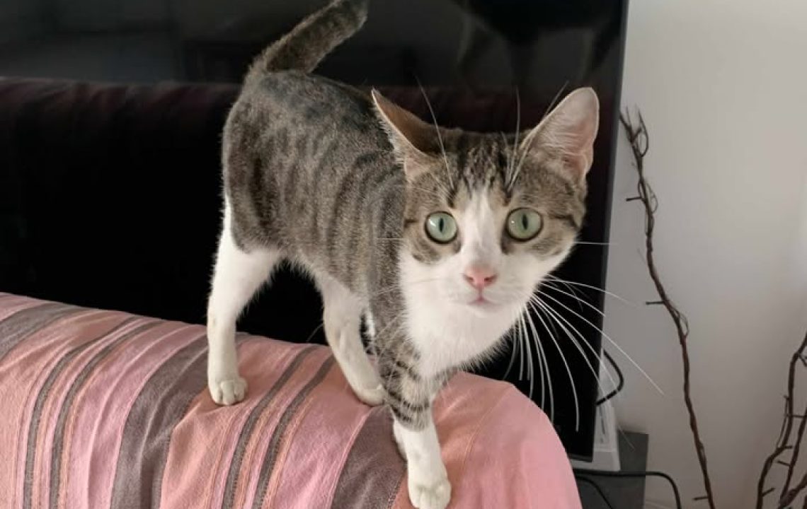 Jeune chatte tigrée blanche et grise debout sur un canapé recouvert d’un plaid rose, regardant l’objectif avec curiosité – Cléo à l’adoption chez Les Amis d’Ivar.