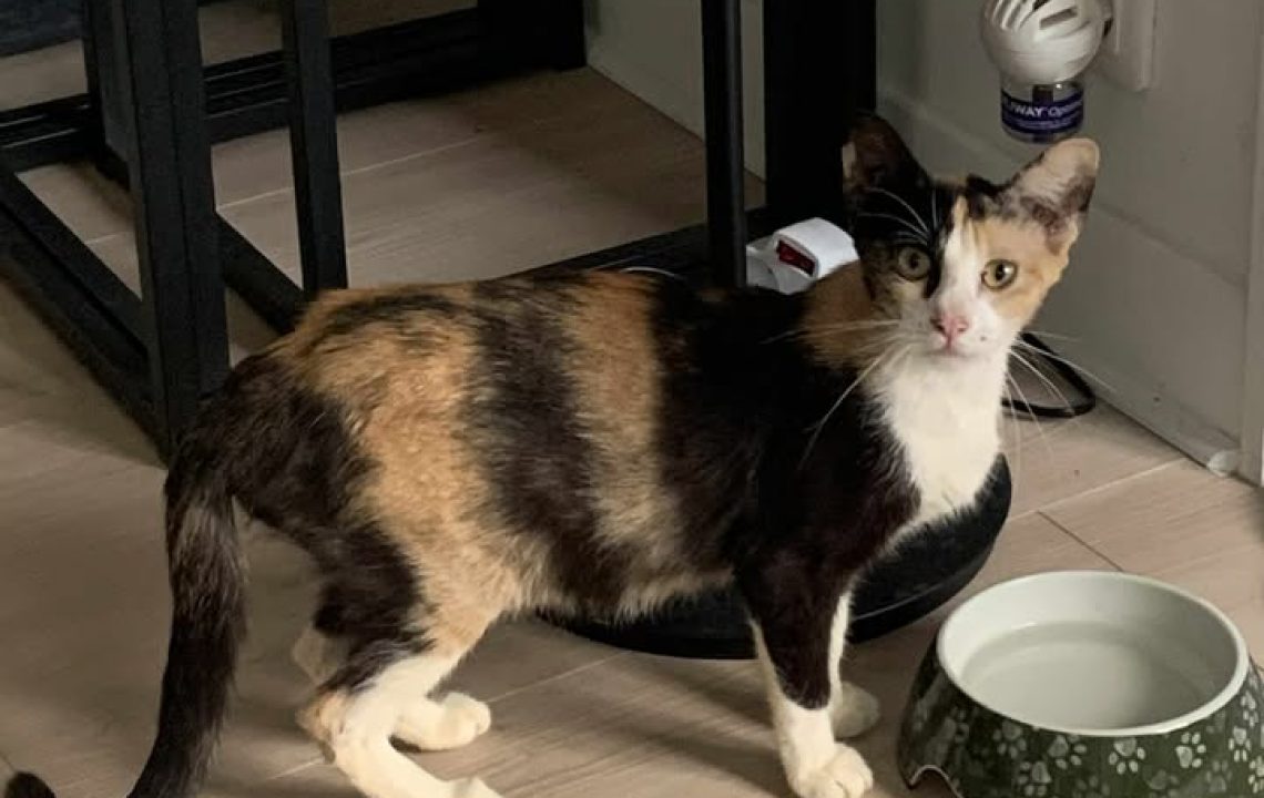Chatte tricolore Isis debout près d’une gamelle verte à motifs pattes, regardant l’objectif dans une pièce lumineuse au sol en bois clair.