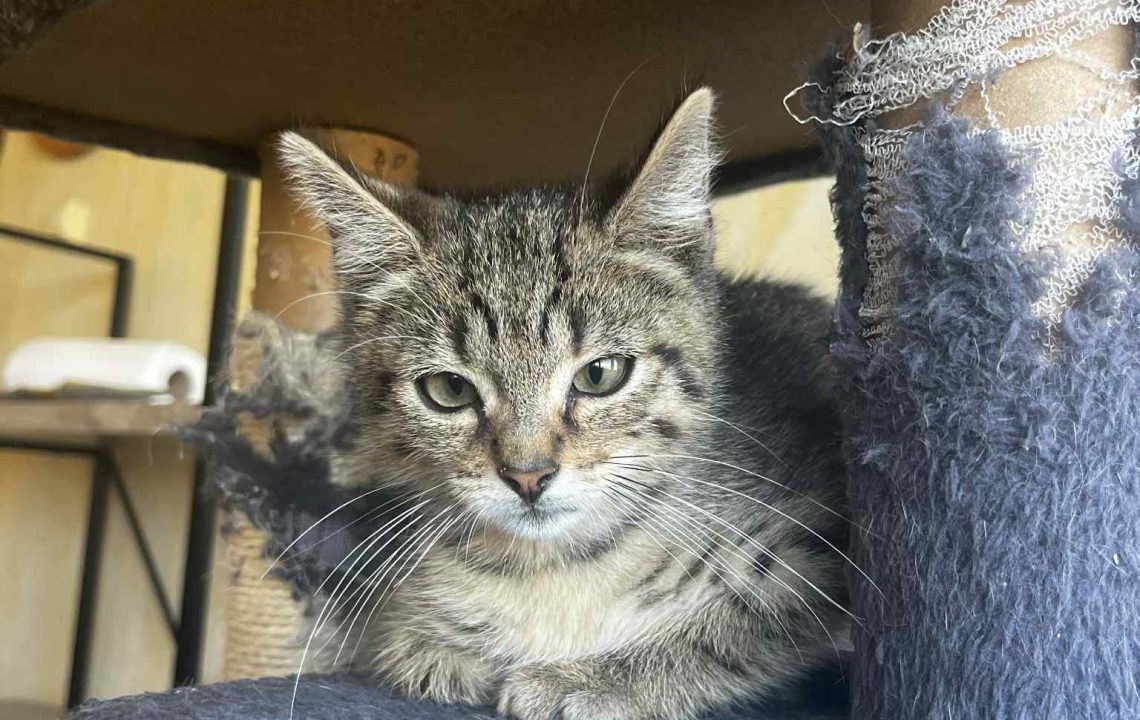 Chaton tigré allongé dans un arbre à chat, sous une plateforme, l’air calme et un peu méfiant.