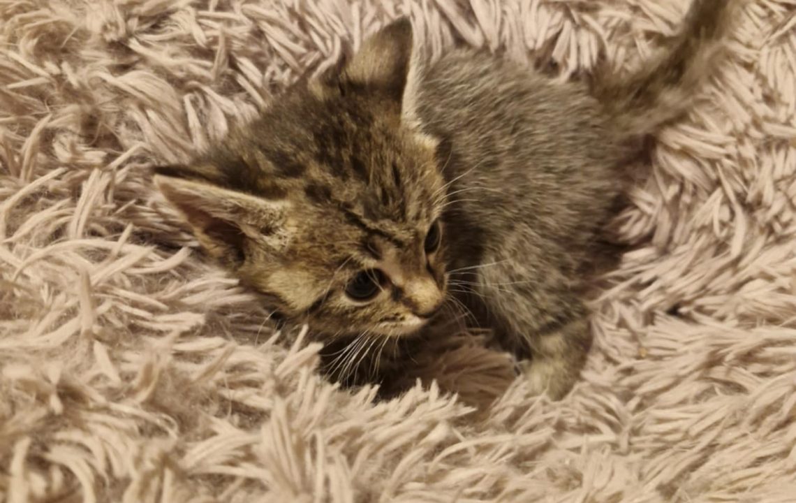 Edgar, chaton tigré de 2 mois, allongé dans un coussin duveteux beige
