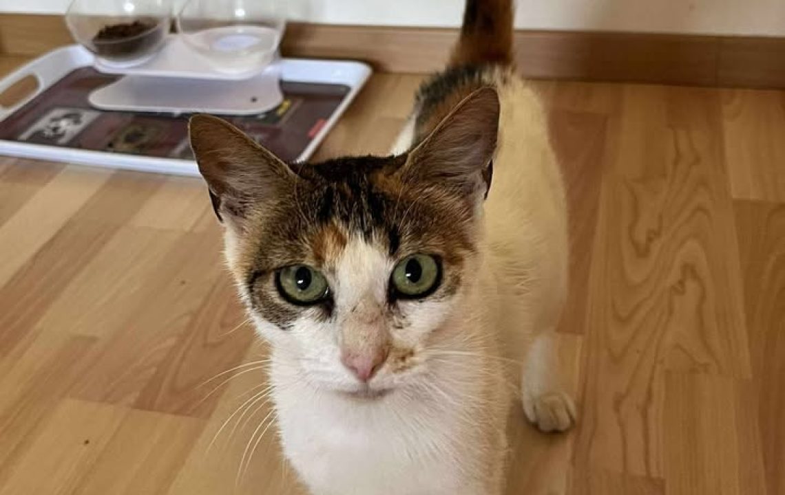 Chatte tricolore Arriet face à l’objectif, près de son coin repas, prête à être adoptée dans les Hauts-de-France.
