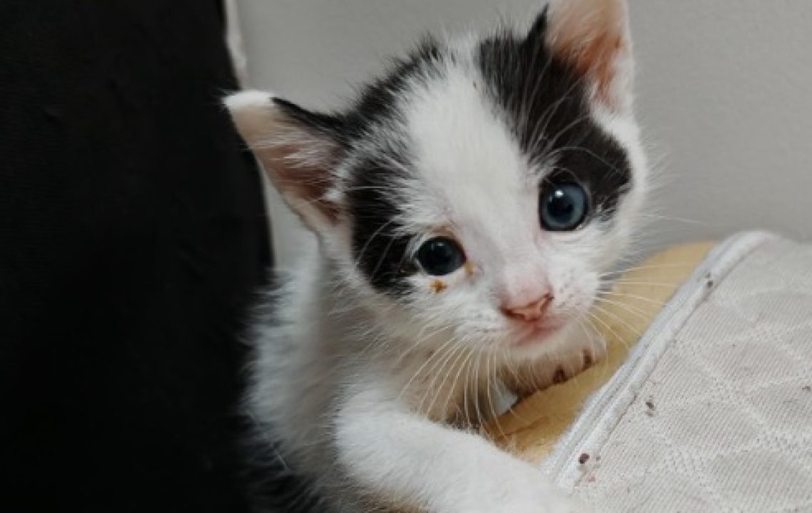 Narcos, chaton noir et blanc tente de grimper sur une chaise