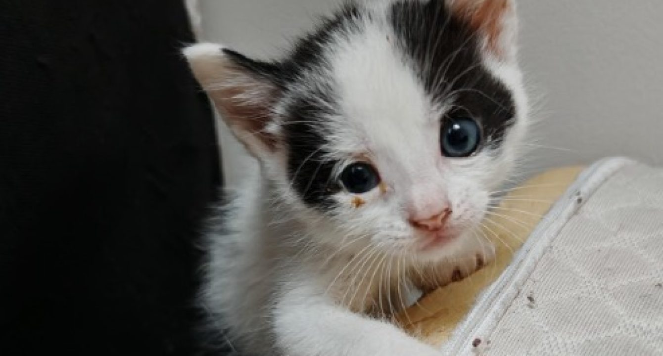 Narcos, chaton noir et blanc tente de grimper sur une chaise