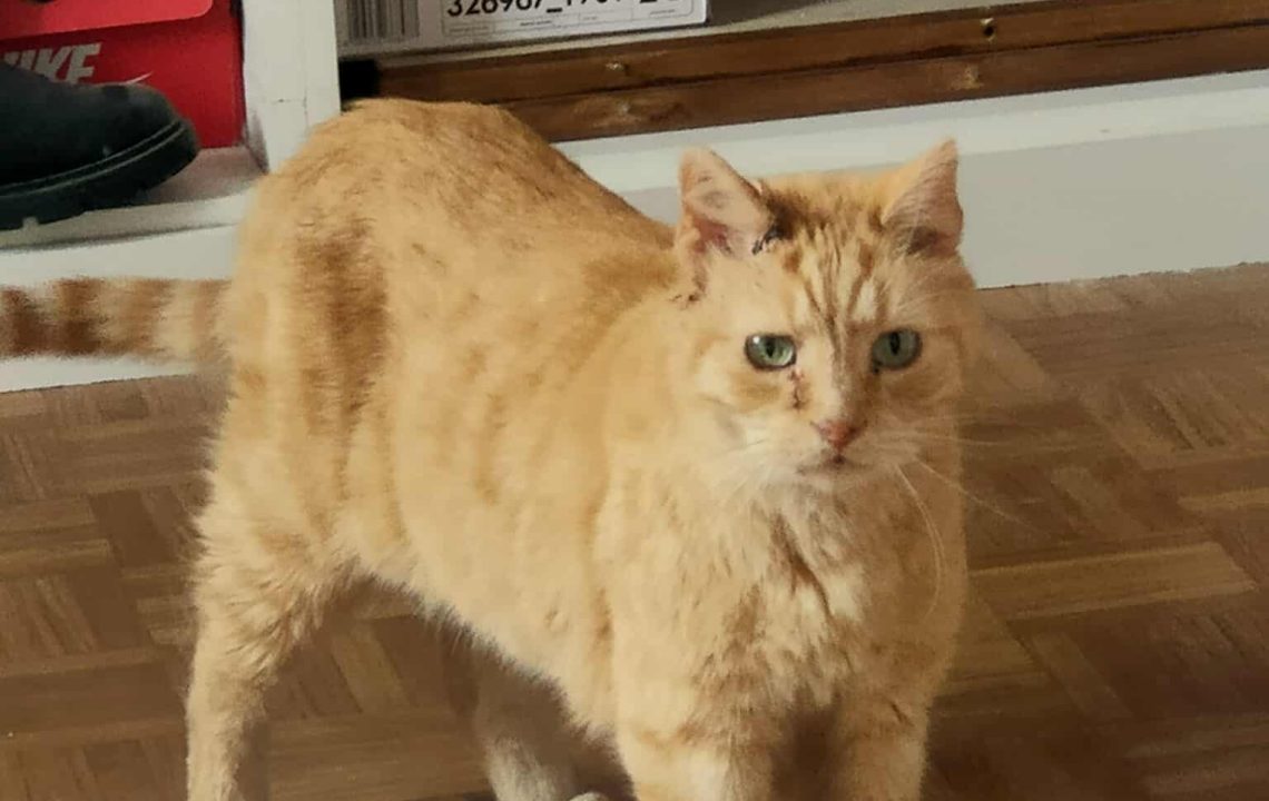 Chat senior à adopter dans le Nord, Pompon debout dans une pièce, regard attentif et posture calme.