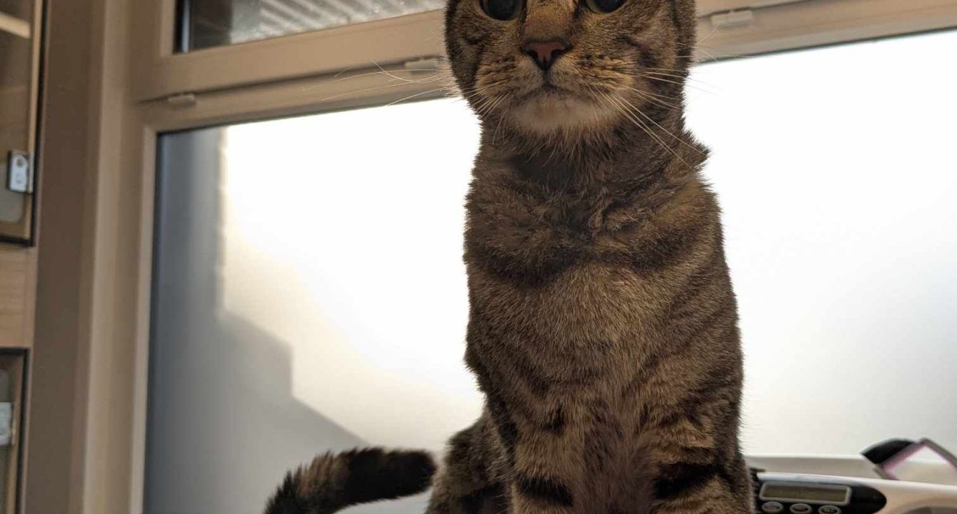 Nevada, un chat européen mâle sur la table du vétérinaire suite à son opération. Il est disponible chez l'association Les amis d'Ivar