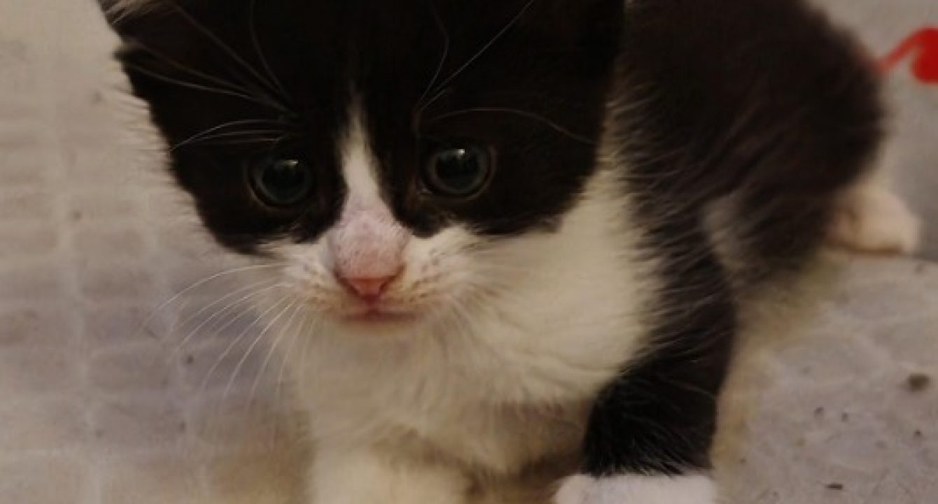 Flèche, chaton noir et blanc est allongé sur un sol carrelé