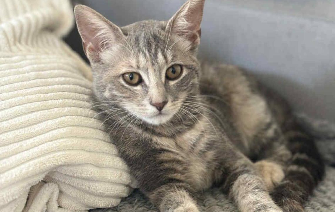 Opale, chatonne gris tigré à adopter, installée sur un canapé près d’une couverture moelleuse.