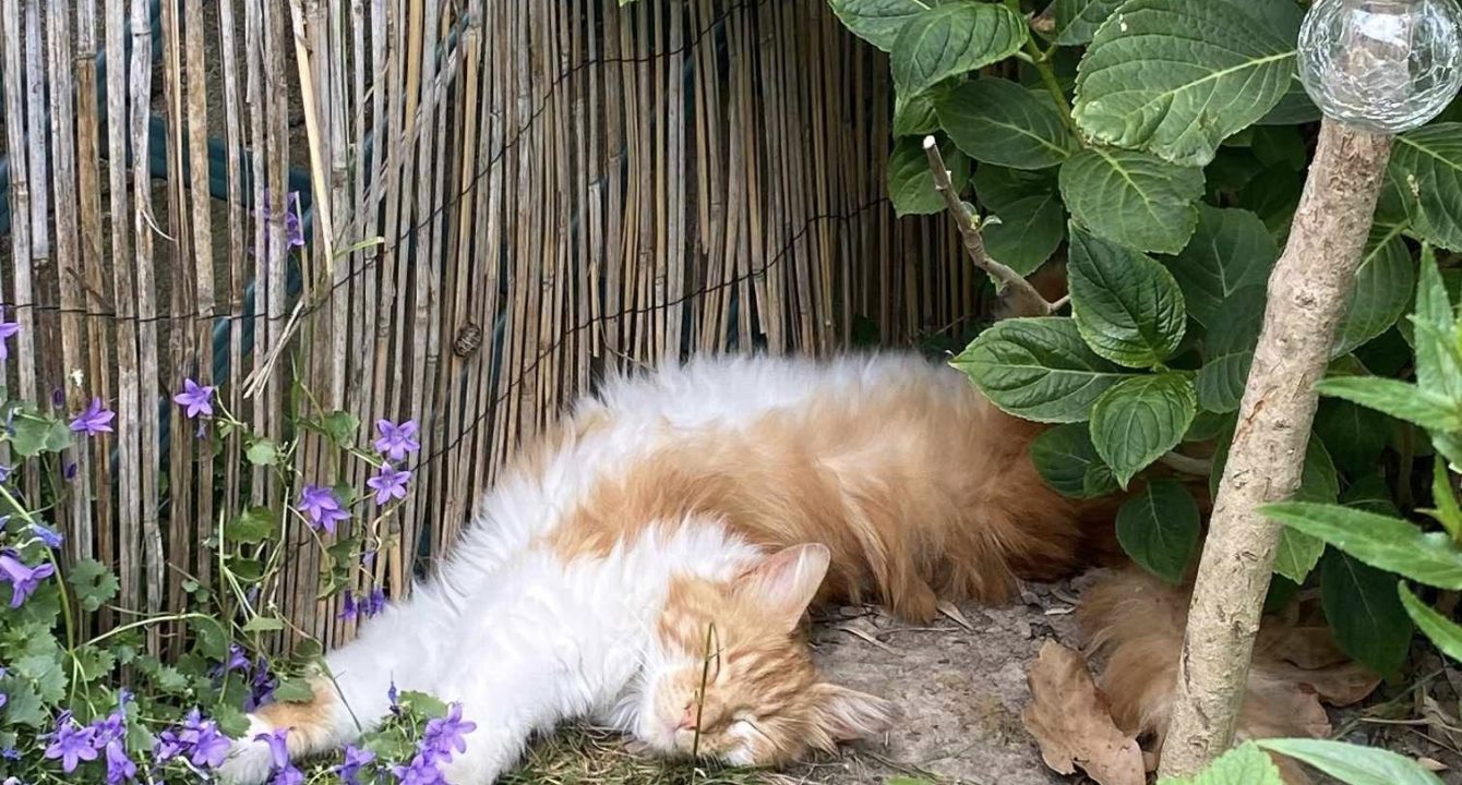 Scampi, un magnifique chat mâle de 3 ans, roux et blanc est allongé et s'étire dans de la terre dans un jardin