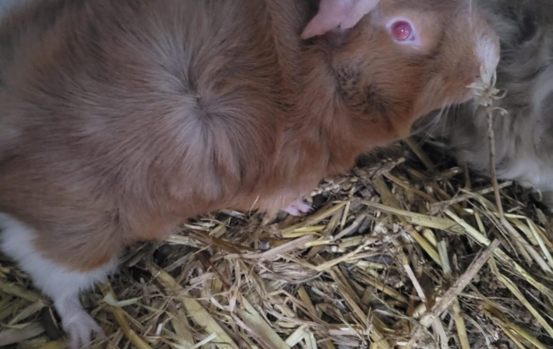 Anatole, cochon d’Inde à adopter, tenu délicatement par un enfant sur une couverture au sol.