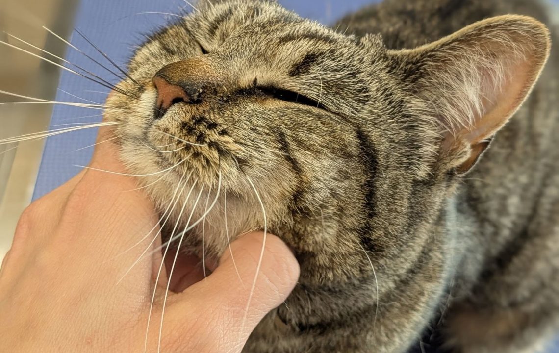 Nevada, chat tigré en soin vétérinaire, reçoit une caresse sous le menton, les yeux mi-clos de plaisir.