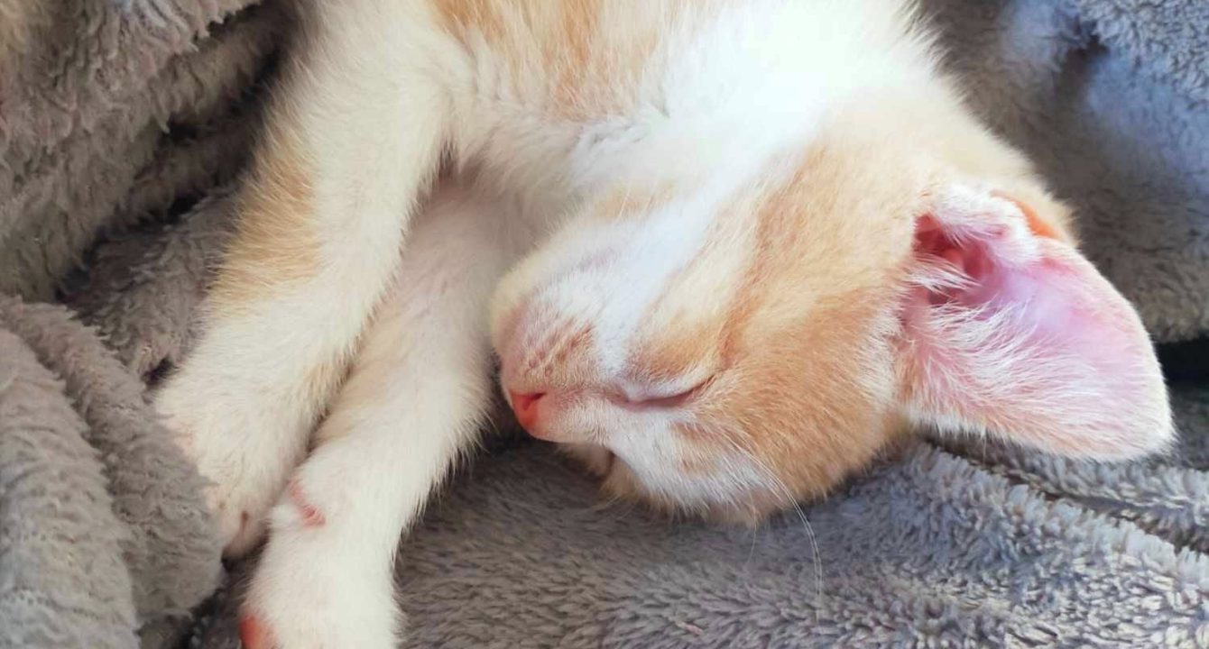 Un chaton blanc et roux dormant sur un plaid gris — photo de Simba ou Nala, chatons à adopter.