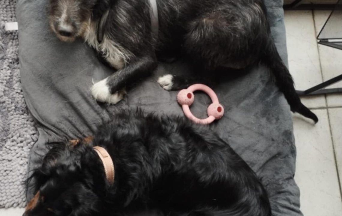 Savannah, jeune chienne noire et blanche, allongée sur un coussin aux côtés d’un autre chien, dans sa famille d’accueil dans le Nord.