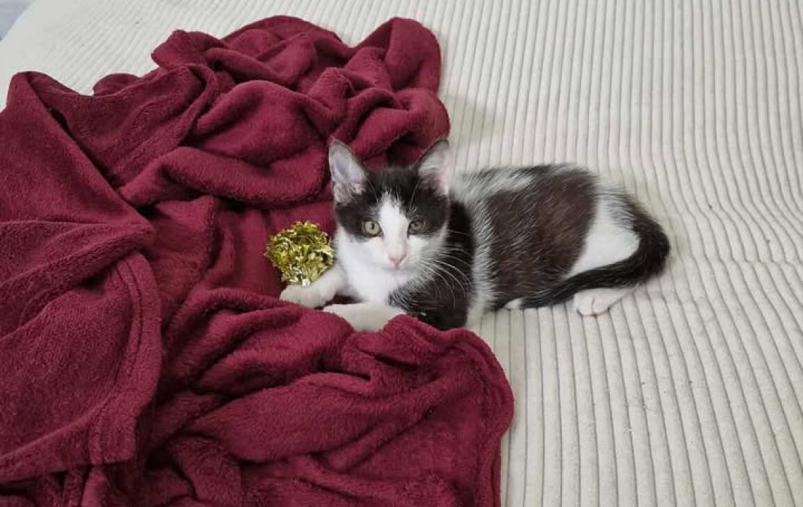 Chaton noir et blanc allongé sur un lit crème avec un plaid bordeaux, jouant avec une petite boule dorée.