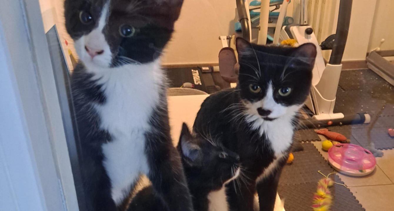 Nina, chat noire et blanche est assise sur un appui de fenêtre avec un de ses chaton, le regard tournée vers nous