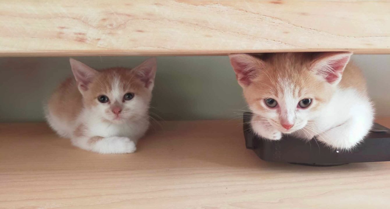 Deux chatons blanc et roux assis côte à côte sous un meuble, regardant dans la même direction — photo de Simba et Nala, chatons à adopter.