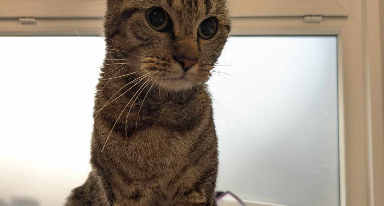 Nevada, un chat européen mâle sur la table du vétérinaire suite à son opération. Il est disponible chez l'association Les amis d'Ivar