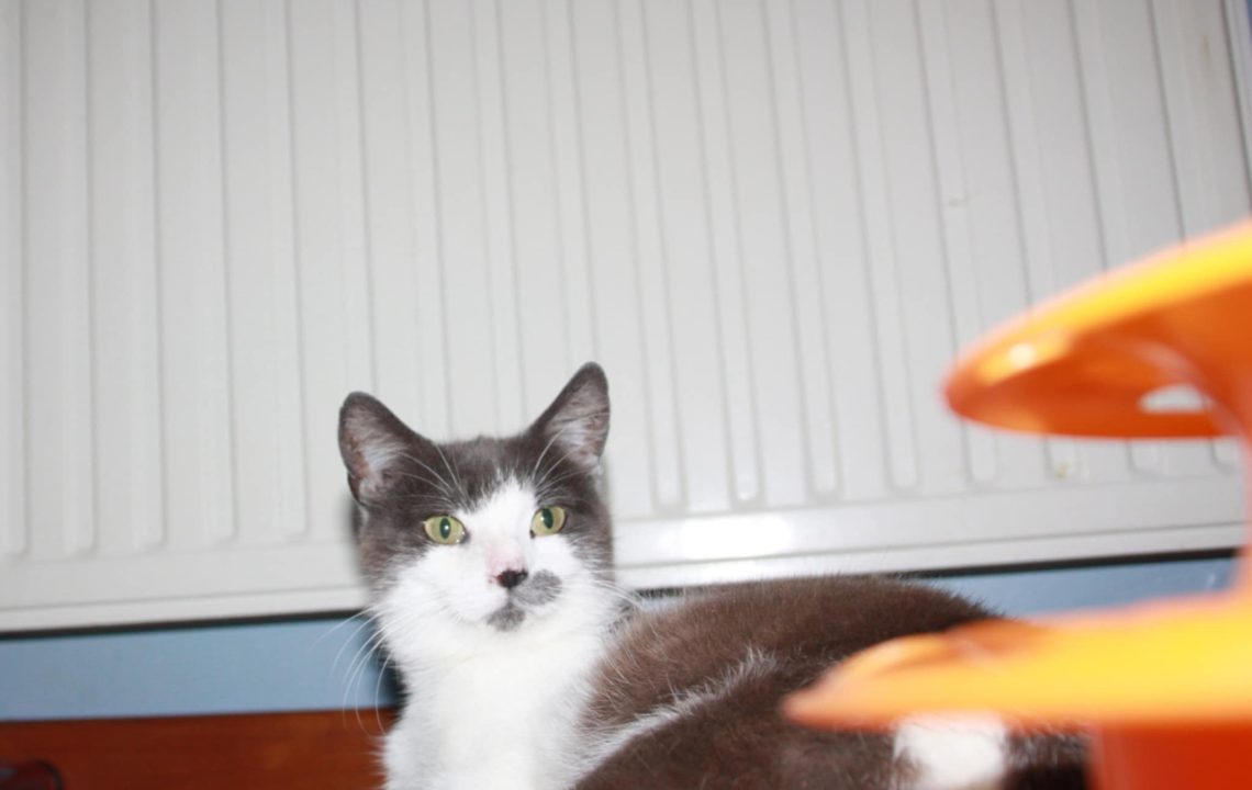 Jeune chatte tigrée et blanche allongée sur un plaid, regard vif, adoptable via Les Amis d’Ivar à Cysoing.