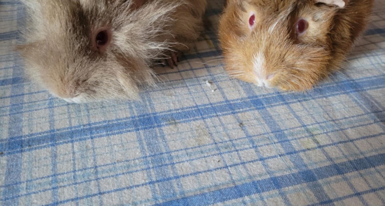 Anatole et Capucin, deux cochons d'Inde, sont sur une table de cuisine. Ils sont disponibles via l'association les amis d'ivar, dans la catégorie NAC