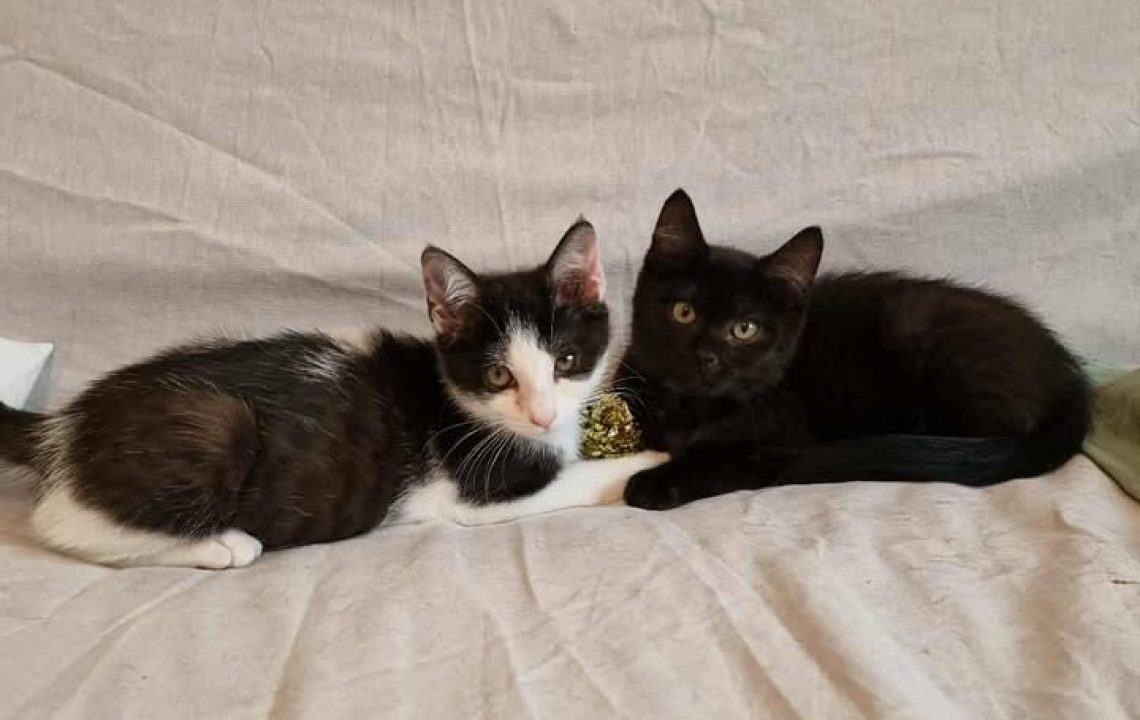 Deux chatons, l’un noir et l’autre noir et blanc, allongés côte à côte sur un drap beige, une boule dorée entre eux.
