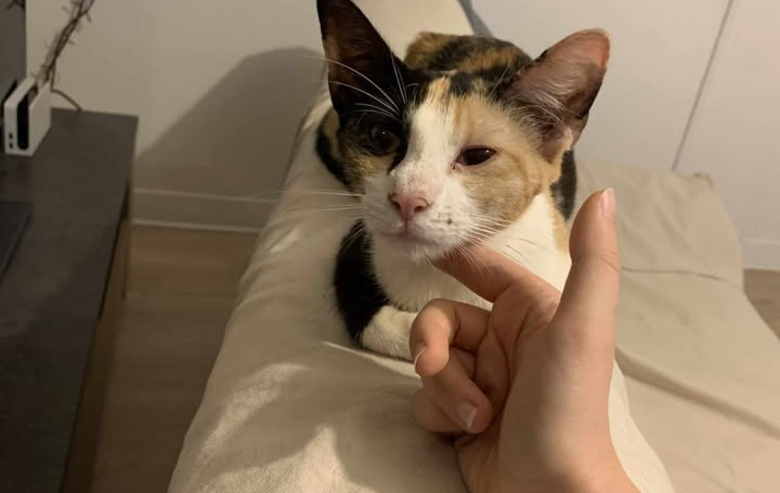 Isis, chatte tricolore, allongée sur le dossier d’un canapé beige, recevant une caresse douce sous le menton, les yeux mi-clos de bien-être.